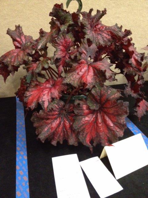 B. ‘Harmony’s Firestorm’